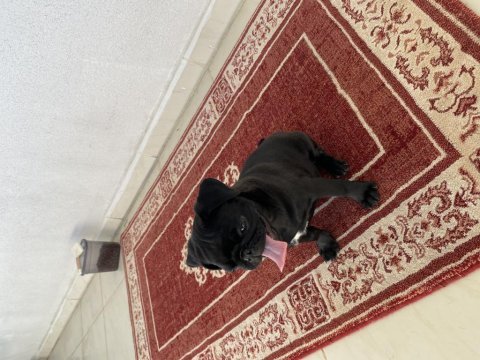3 aylık pug yavrumuz yeni yuvasını arıyor