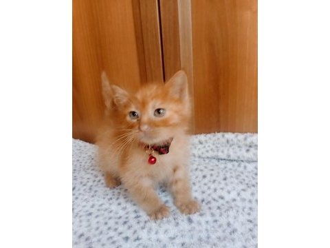 Kedimize acil yuva aranıyor