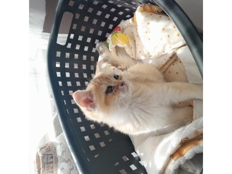 British shorthair kedilerimiz evcimen oyuncudur