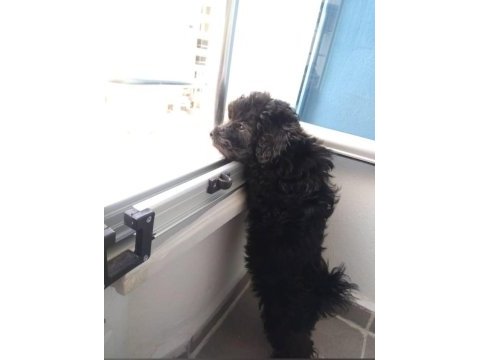 5 yaşında köpeğimiz