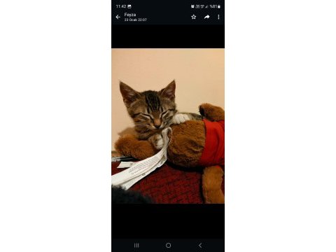 3 aylık erkek yavru kedimiz kimyon yuva arıyor