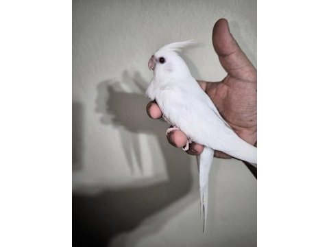 Sultan yavruları 2 aylik albino