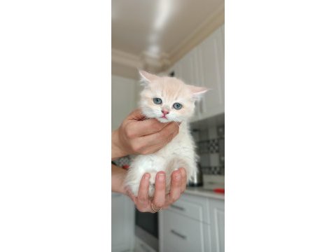 British shorthair golden cy11 cy12 yavru kediler