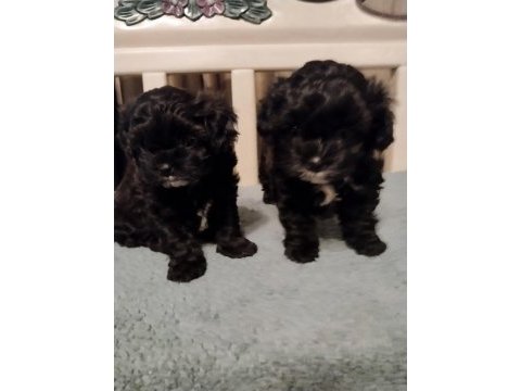 Shihpoo yavrular