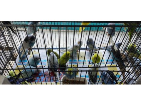 Üretimhaneden muhabbet kuşu yavruları