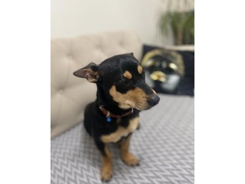 Akıllı sadık pinscher