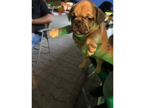 Safkan french bulldog