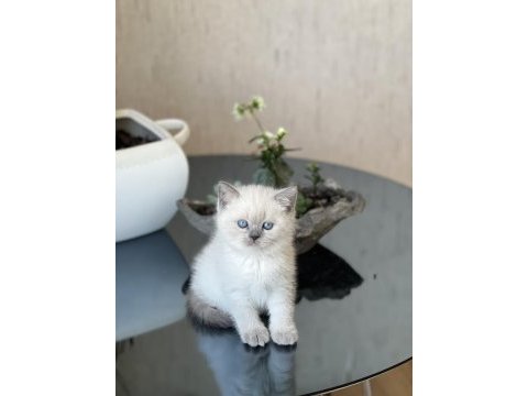 Blue point oyuncu british shorthair yavrum