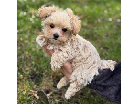 Efsane maltipoo yavruları