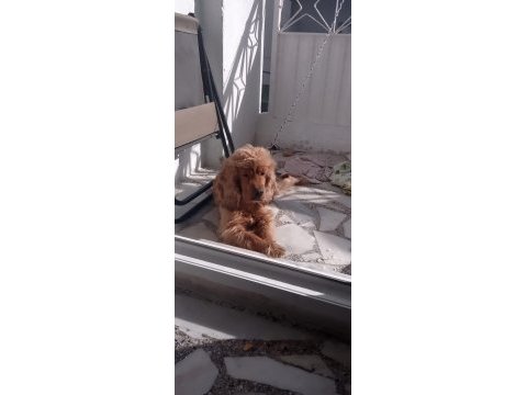 Dişi kimlikli saf cocker