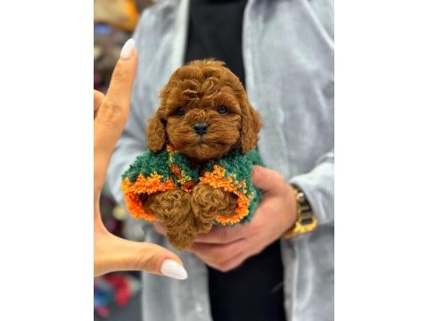 Kore teacup toy poodle