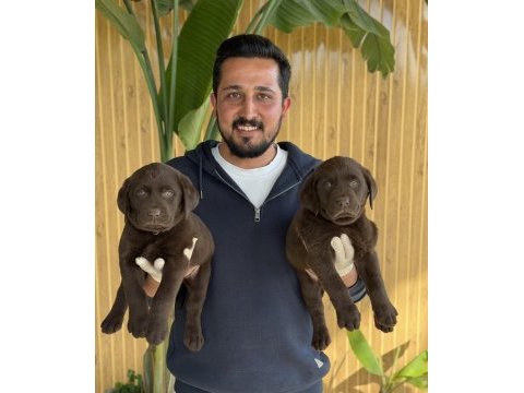 Referans yavru labrador