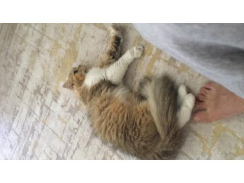 Brıtısh longhair sahiplendirilecek