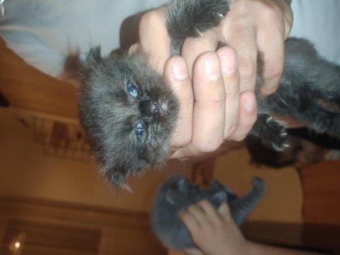 Hemen sahiplendirilecektir scottish fold