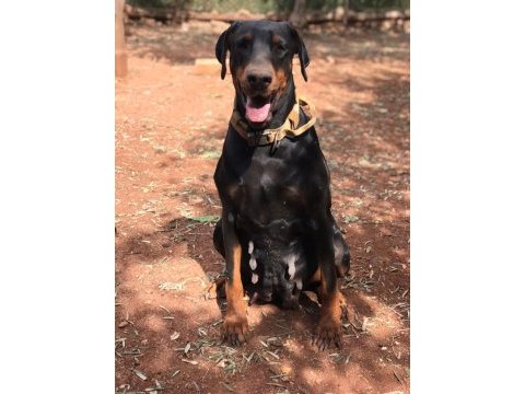 Erkek - dişi european doberman yavrularım ırk garantili