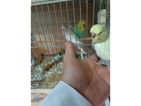 Ankara muhabbet kuşu alıştırmalık konuşturmalık şov