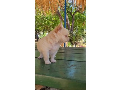 Kaliteli erkek longhair chihuahua