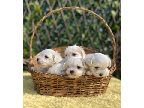 Kar beyaz düğme burunlu maltese terrier yavrular