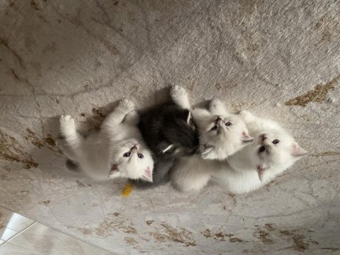 Güzel bebeklerimiz british shorthair