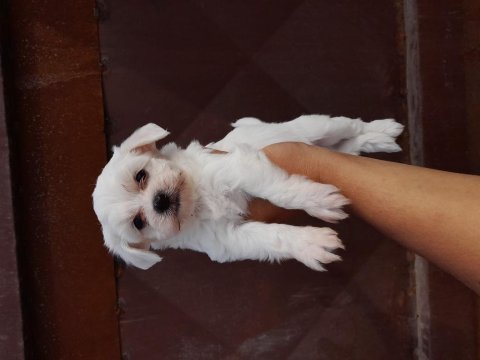 Teslime hazır maltese terrier yavrularımız