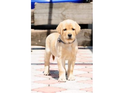 Labrador retriever yavruları muhteşem formda