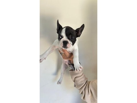 Alanyadan a kalite french bulldog yavruları