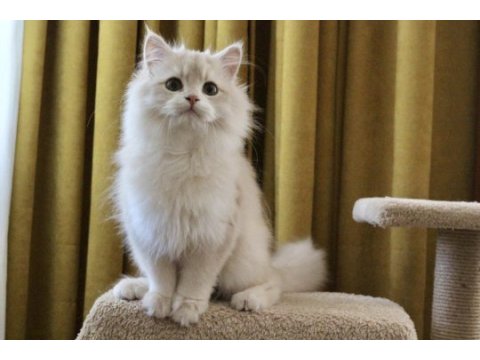 Krem rengi british longhair yakışıklım