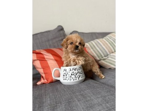 Korea üst segment maltipoo bebeklerimiz