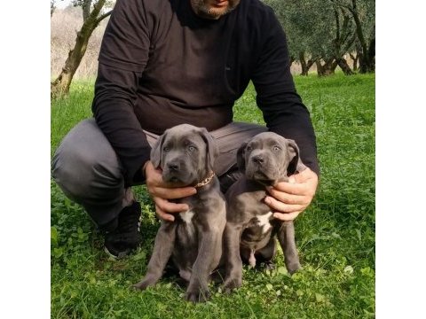 Cane corso blue yavrumuz erkek