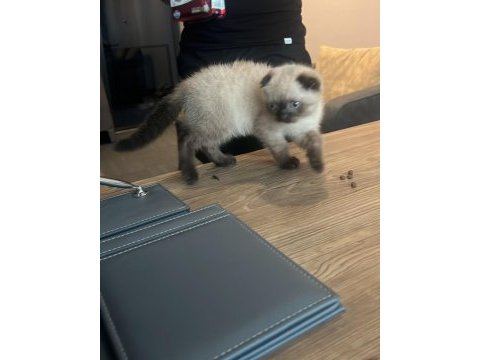 Shorthair blue point kırık kulak
