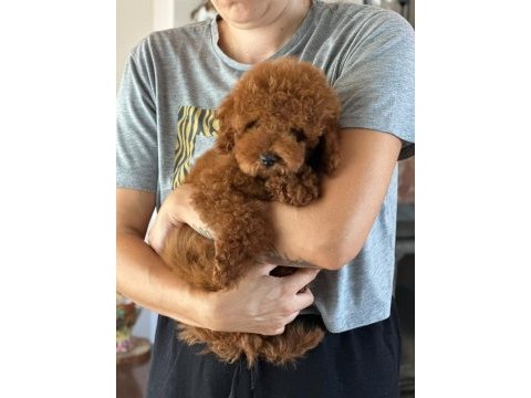Köpeğimizin adını siz koyun