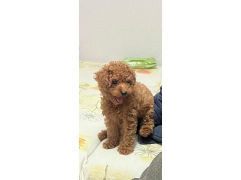 Toy poodle bebeklerimiz