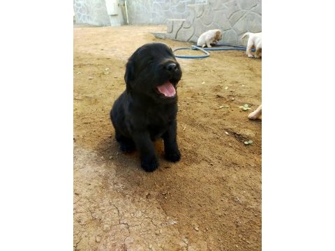 Safkan siyah golden retriever yavrular