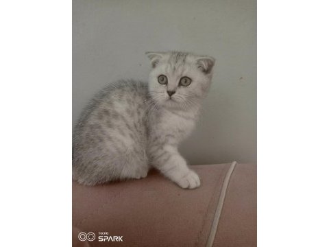2.5 aylık erkek silver scottish fold