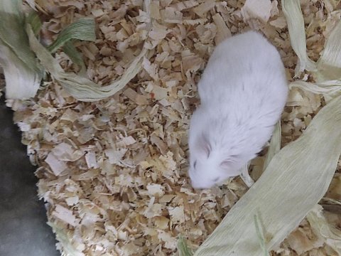 Sahibinden hamsterler