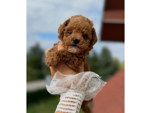 Aşılı mikroçipli maltipoo  yavrularımız 
