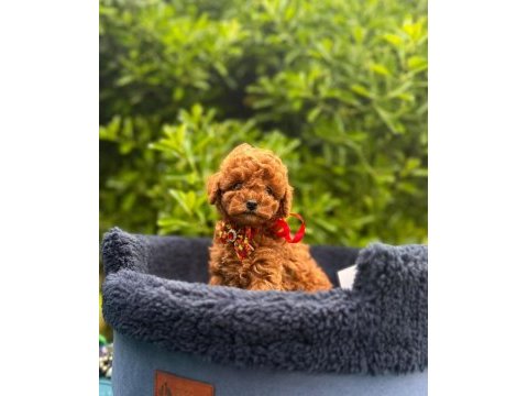 Red brown oyuncu toy poodle yavrular