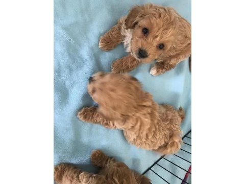Sevimli maltipoo yavrularımız ruhsatlı üretim
