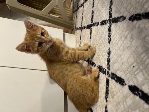 2 aylık yavru kedimiz ömürlük yuvasını arıyor