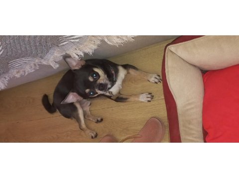 Male chihuahua