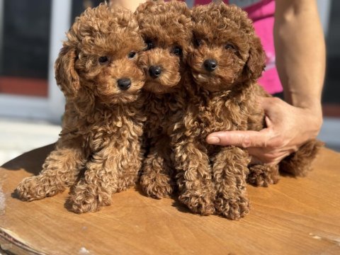 Ankaranın en seçkin toy poodle yavruları