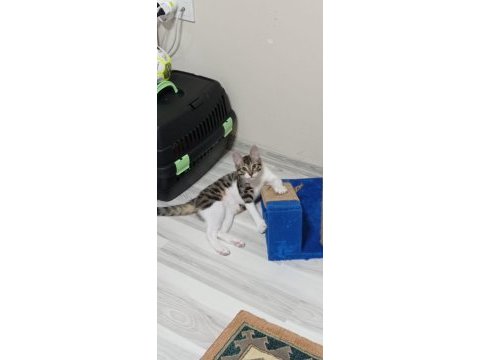 1 yaşında erkek tekir kedimize yuva arıyoruz.