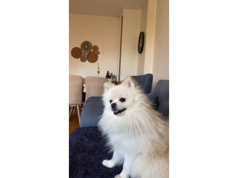 Köpeğimize yeni yuva arıyoruz