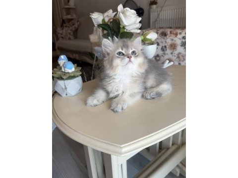 British longhair blue golden ay kardeşler