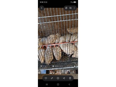 İtalyan jumbo bıldırcınlar