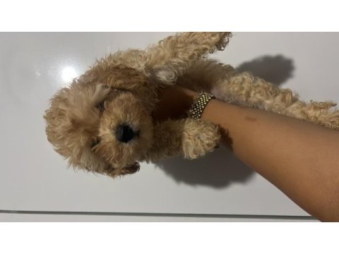 Erkek maltipoo bebeğimiz