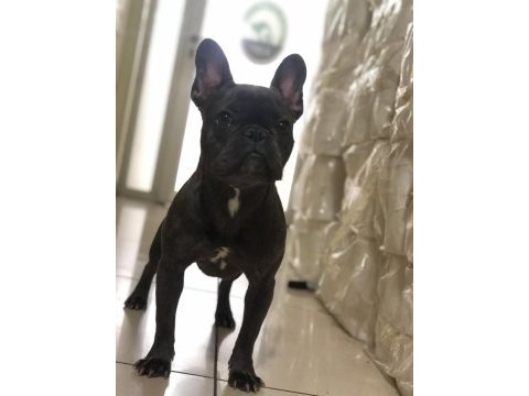 8 aylık dişi french bulldog