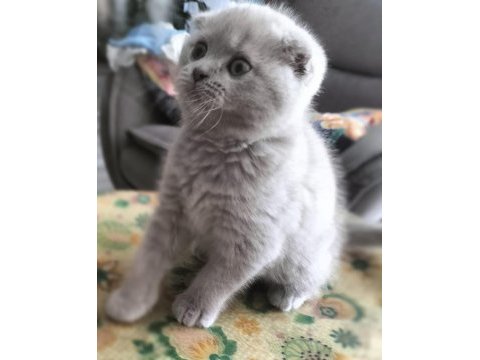 Scottish fold 60 günlük