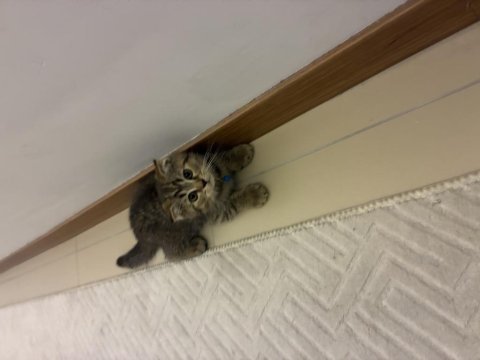 3 aylık scottish fold
