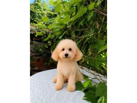 7 aylık dişi toy poodle